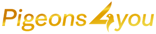 Pigeons4you