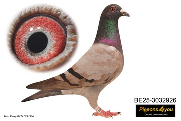 Afbeelding van Jong 7 - ZOON SANGRIA 25-3032926