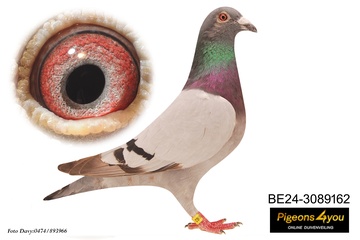 Afbeelding van Duif 8 - 24-3089162 - GRINTA  (3e Asduif snelheid jongen)