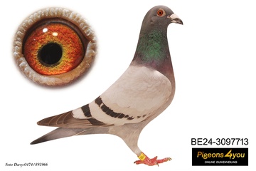 Afbeelding van Duif 6 - 24-3097713