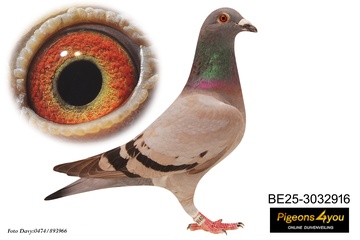 Afbeelding van Jong 1 - DOCHTER BINGO 25-3032916