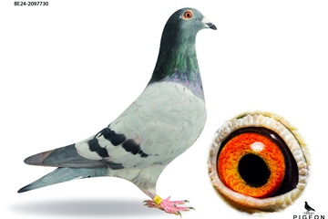 Afbeelding van DUIF 9 - BE-24-2097730