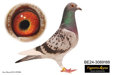 Afbeelding van Duif 1 - 24-3089188 - FRANKY BOY
