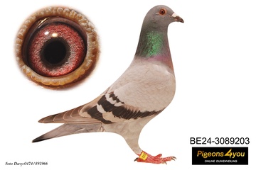 Afbeelding van Duif 13 - 24-3089203 - DOCHTER BINGO (16e ALL-ROUND jongen)