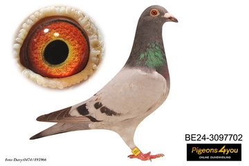 Afbeelding van Duif 1 - 24-3097702
