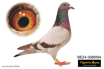 Afbeelding van Duif 12 - 24-3089164 - HERVEETJE JNR