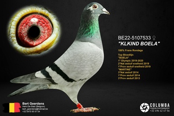 Afbeelding van Duif 27 - 22-5107533 - “KLKIND BOELA”