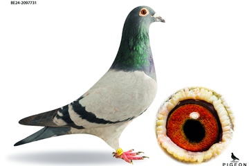 Afbeelding van DUIF 10 - BE-24-2097731