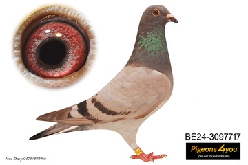 Afbeelding van Duif 9 - 24-3097717