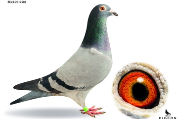 Afbeelding van DUIF 8 - BE-23-2017583