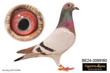 Afbeelding van Duif 9 - 24-3089180 - ARGENTON 104e Nat