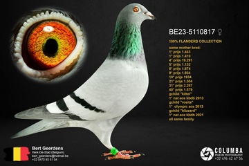 Afbeelding van Duif 30 - 23-5110817 - "KITTEL-JACKPOT"