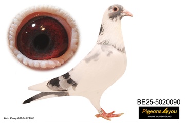 Afbeelding van Jong 8 - 25-5020090 - CHILD INBREED PORSCHE