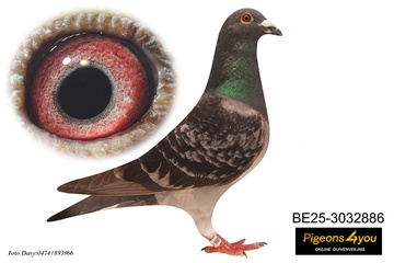 Afbeelding van Jong 14 - ZOON WILMA 25-3032886