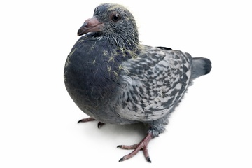 Afbeelding van JONG 8 - 3018360