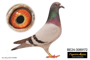 Afbeelding van Duif 10 - 24-3089172 - VITRY BOY (2x 1e prijs)