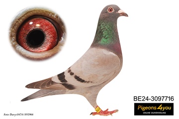 Afbeelding van Duif 8 - 24-3097716