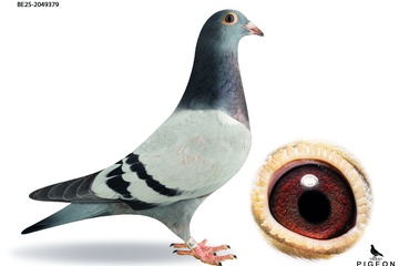 Afbeelding van DUIF 23 - BE-25-2049379