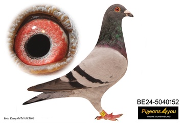 Afbeelding van Duif 34 - 24-5040152