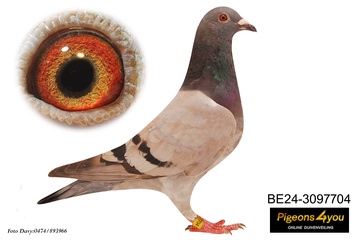 Afbeelding van Duif 2 - 24-3097704