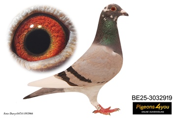 Afbeelding van Jong 15 - DOCHTER ANNICKSKE 25-3032919