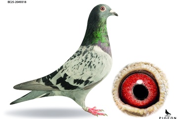 Afbeelding van DUIF 13 - BE-25-2049318
